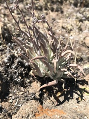 Dudleya attenuata