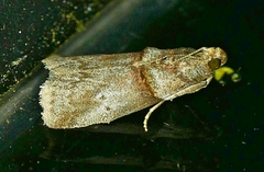 Acrobasis texana