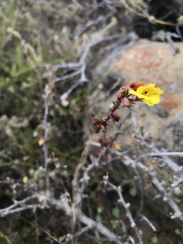 Camissoniopsis lewisii (Camissoniopsis lewisii)