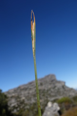 Schoenus quadrangularis