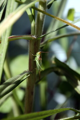 Conocephalus longipes