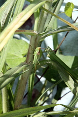 Conocephalus longipes