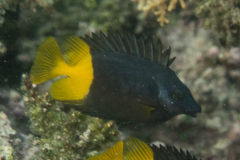 Siganus uspi