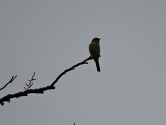 Ficedula