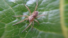 Diapontia uruguayensis