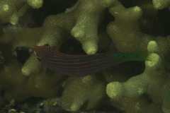 Pseudocheilinus hexataenia