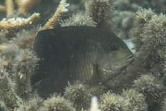 Stegastes punctatus
