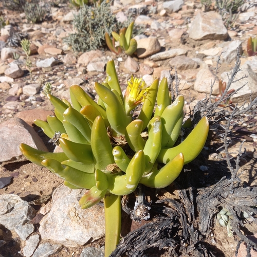Glottiphyllum regium, photograph 6