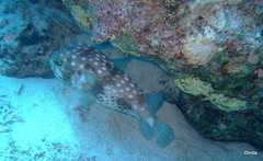 Cyclichthys spilostylus