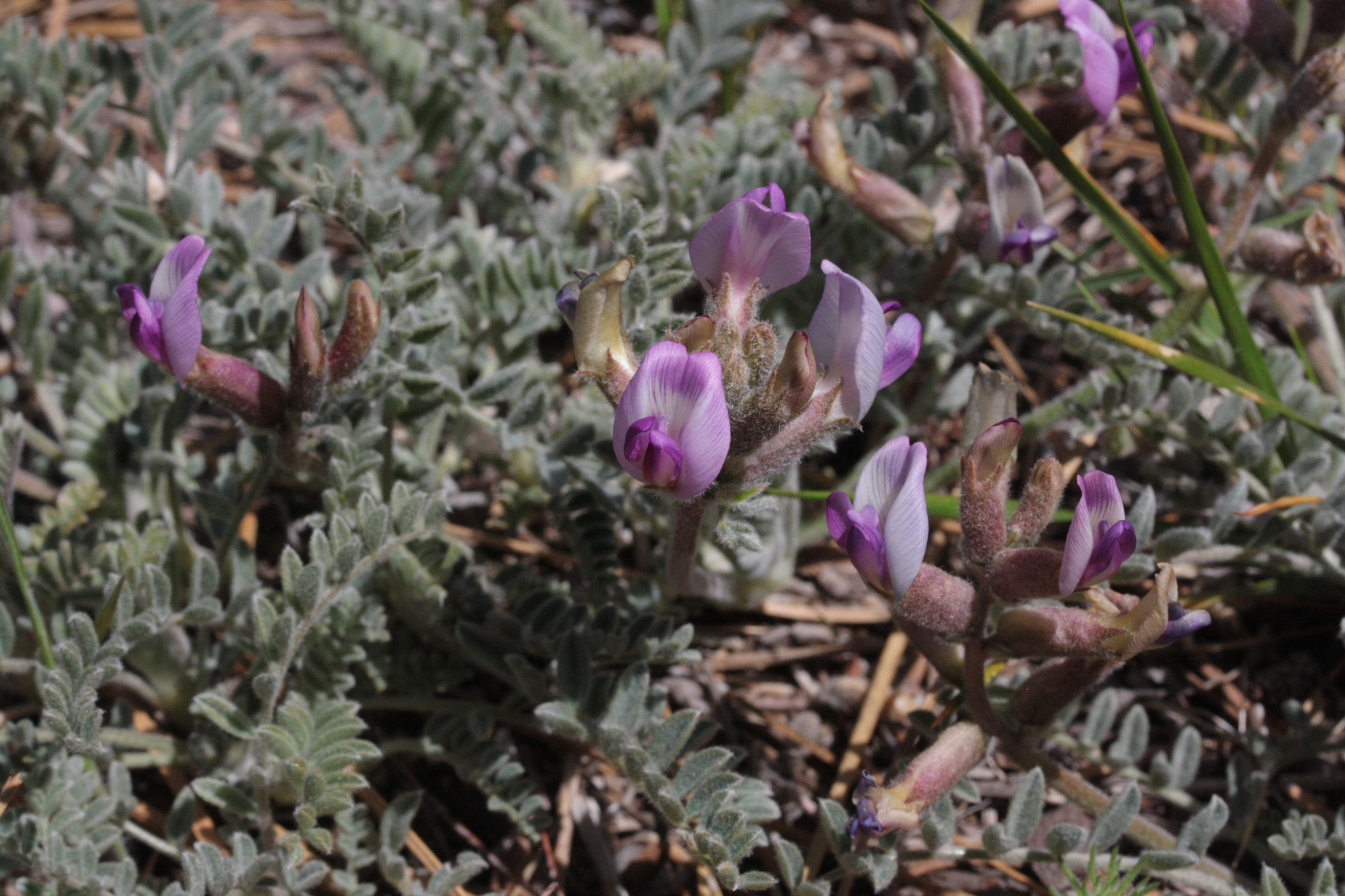 Astragalus leucolobus