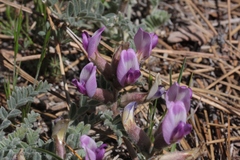 Astragalus leucolobus