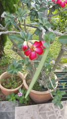 Adenium obesum