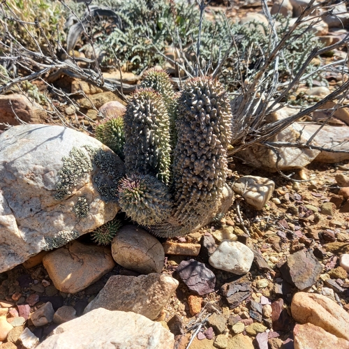 Hoodia pilifera (L.f.) Plowes 8