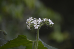 Cnidoscolus multilobus