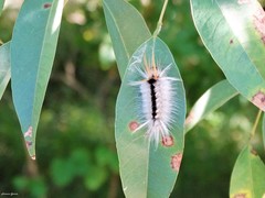 Halysidota ruscheweyhi