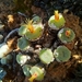 Conophytum truncatum - Photo (c) kevin koen, alguns direitos reservados (CC BY-SA), uploaded by kevin koen