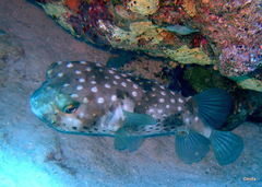 Cyclichthys spilostylus