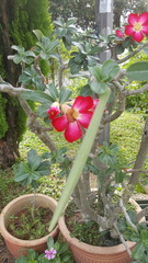 Adenium obesum