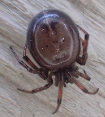 Steatoda bipunctata
