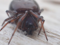Steatoda bipunctata