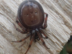 Steatoda bipunctata