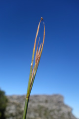 Schoenus quadrangularis