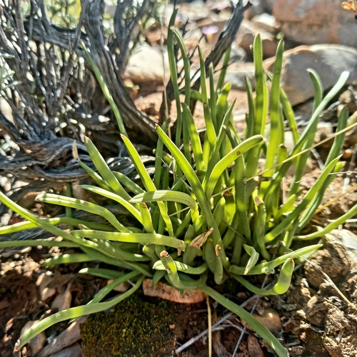 Haworthia blackburniae