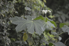 Cnidoscolus multilobus