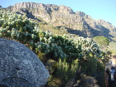 Leucospermum conocarpodendron