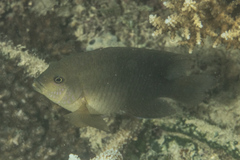 Stegastes punctatus