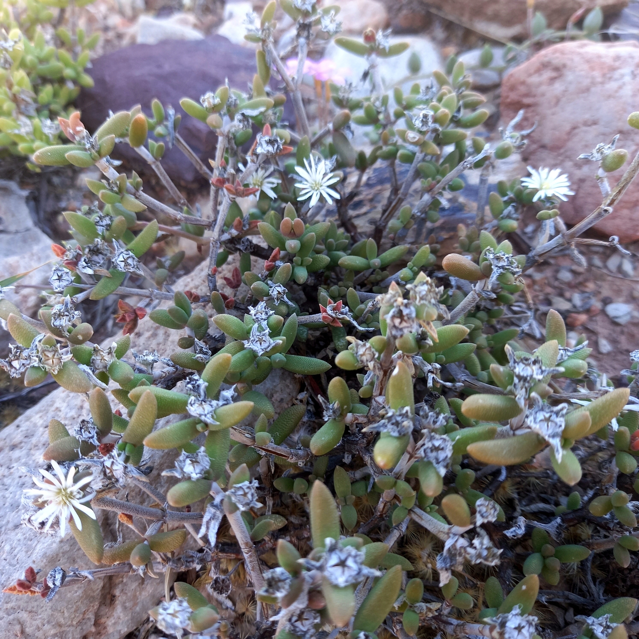 Quartz Crownfig (Trichodiadema attonsum)