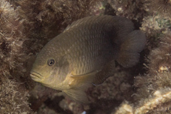 Stegastes punctatus