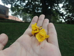 Peltophorum pterocarpum