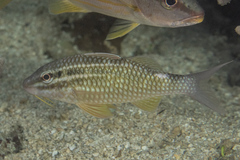 Parupeneus ciliatus