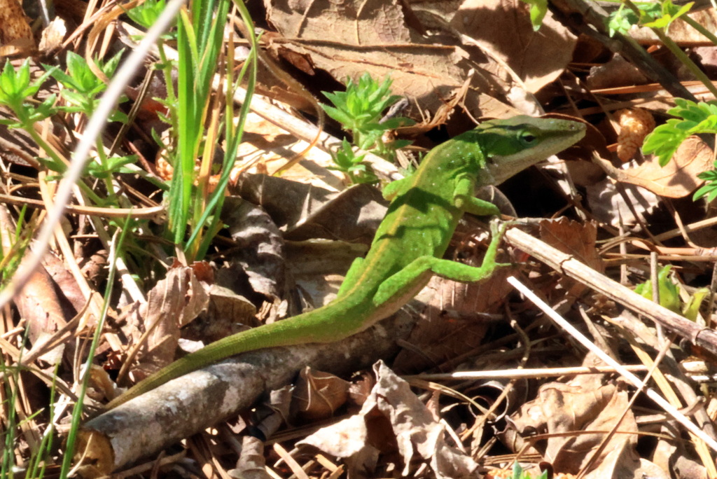 Green Anole from Chatham County, NC, USA on April 13, 2024 at 10:49 AM ...