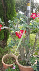 Adenium obesum