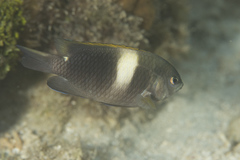 Chrysiptera biocellata