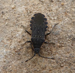 Catorhintha apicalis