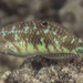 Weedy Surge Wrasse - Photo (c) Mark Rosenstein, some rights reserved (CC BY-NC-SA), uploaded by Mark Rosenstein