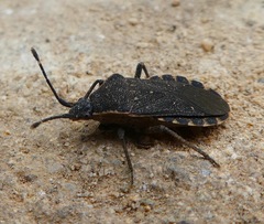 Catorhintha apicalis