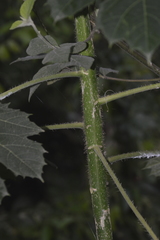 Cnidoscolus multilobus