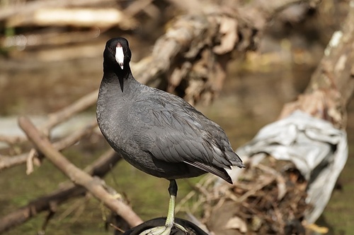 American Coot photographed in Kentucky