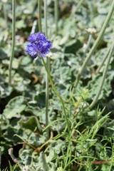 Gilia capitata chamissonis