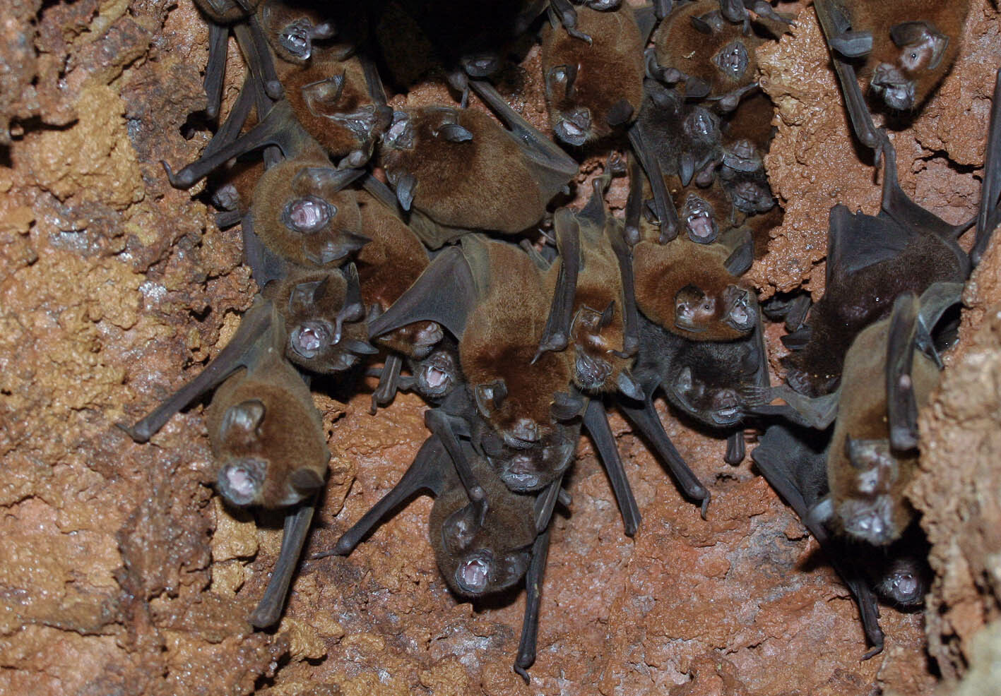 Amazonian Common Mustached Bat photo 3