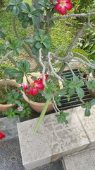 Adenium obesum