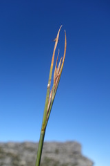 Schoenus quadrangularis