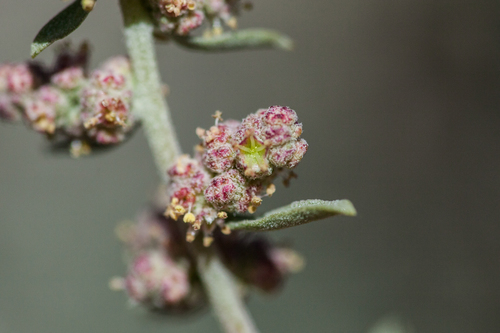 Atriplex canescens var. canescens
