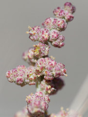 Atriplex canescens canescens