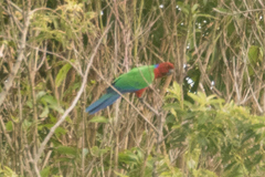 Prosopeia splendens