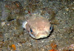 Cyclichthys orbicularis